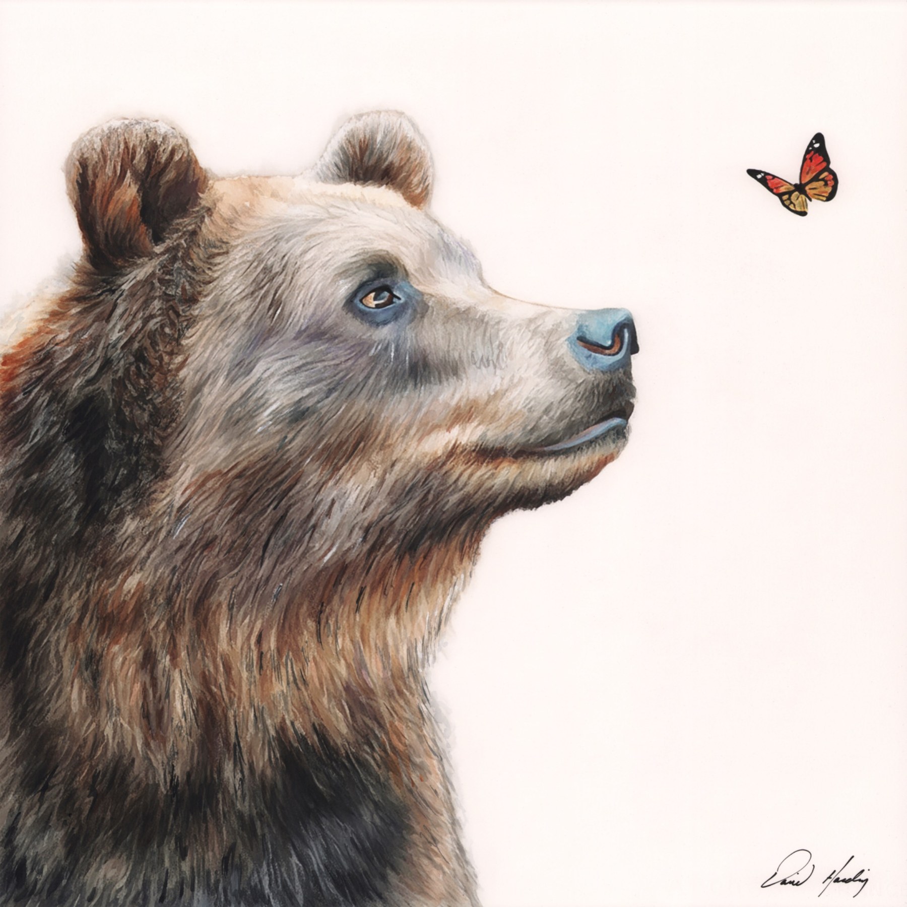 Curiosity, a bear watercolor painting by David Harding